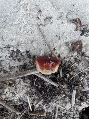 Gecarcinus lateralis