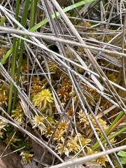Sphagnum subsecundum