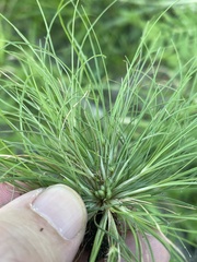 Fimbristylis vahlii