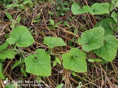 Trichosanthes scabra