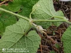 Trichosanthes scabra