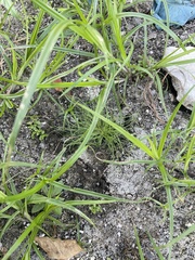 Fimbristylis vahlii