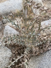 Cirsium mohavense