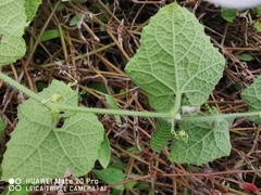 Trichosanthes scabra