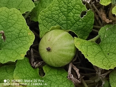 Trichosanthes scabra