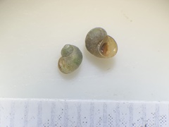 Pyrgulopsis hubbsi
