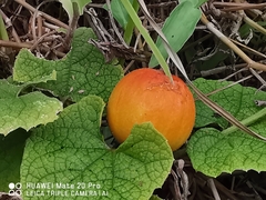 Trichosanthes scabra