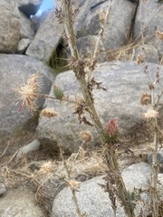 Cirsium mohavense