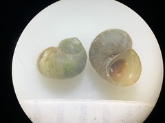 Pyrgulopsis hubbsi