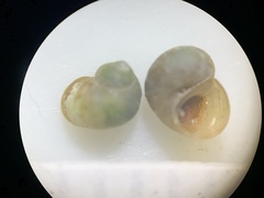 Pyrgulopsis hubbsi