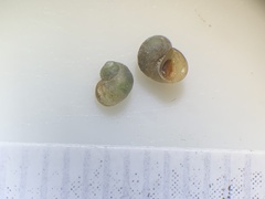 Pyrgulopsis hubbsi
