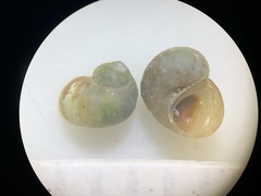 Pyrgulopsis hubbsi