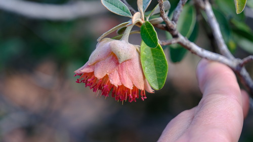Image of Diplolaena grandiflora by (c) Peter Crowcroft, some rights reserved (CC BY)