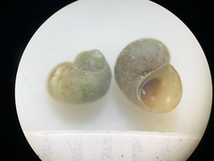 Pyrgulopsis hubbsi