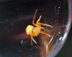Araneus iviei