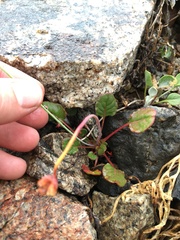 Eriogonum nudum scapigerum