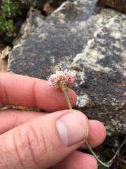 Eriogonum nudum scapigerum