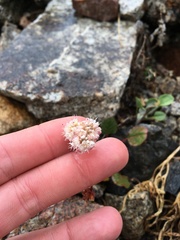 Eriogonum nudum scapigerum