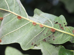 Neuroterus floccosus