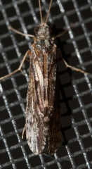 Hydropsyche incommoda