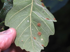 Neuroterus floccosus