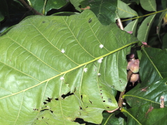 Neuroterus floccosus