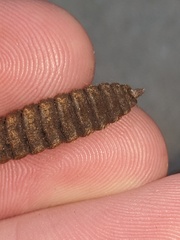 Hermetia illucens