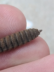 Hermetia illucens