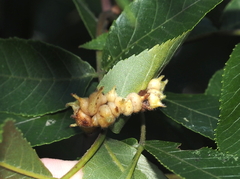Caryomyia ansericollum