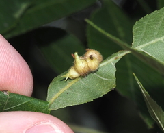 Caryomyia ansericollum