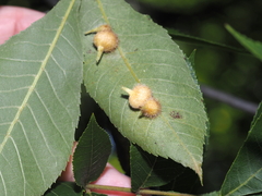 Caryomyia ansericollum