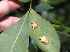 Caryomyia ansericollum