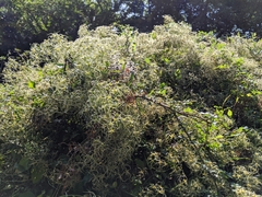 Clematis chinensis tatushanensis