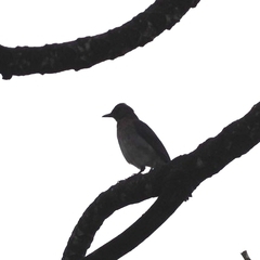 Turdus ignobilis