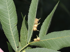 Caryomyia ansericollum
