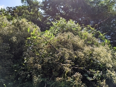Clematis chinensis tatushanensis
