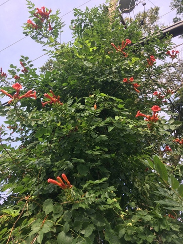 Campsis radicans