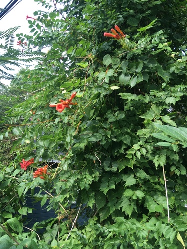 Campsis radicans