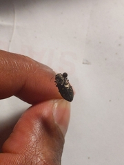 Phaenops drummondi