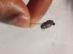 Phaenops drummondi