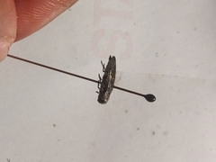 Phaenops drummondi