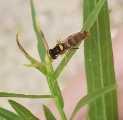 Sphaerophoria philanthus