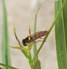 Sphaerophoria philanthus