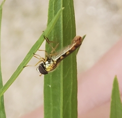 Sphaerophoria philanthus