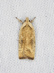 Agonopterix nervosa