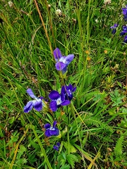 Gentianopsis thermalis