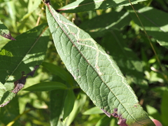 Liriomyza eupatoriella