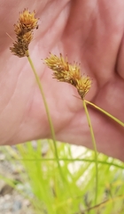 Carex crawfordii