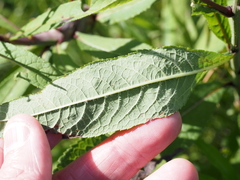 Liriomyza eupatoriella