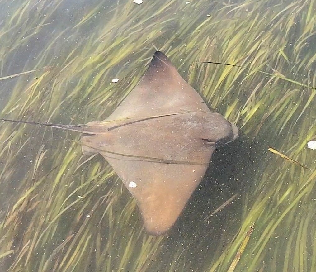 Bat Ray